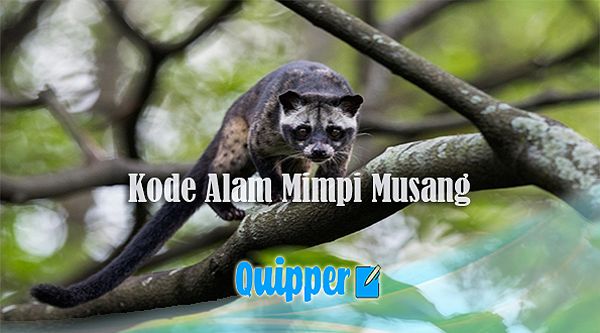 Kekuatan Mistis Angka Musang 1