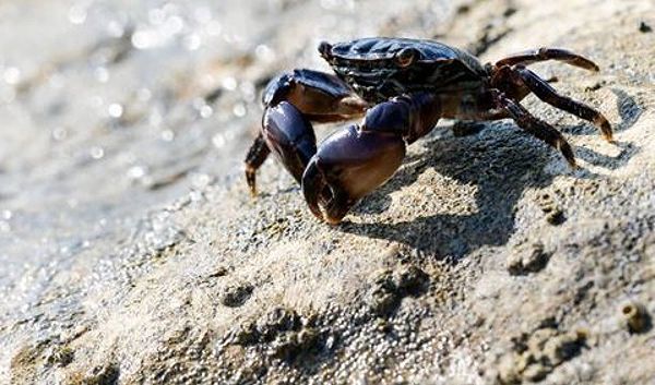 Kepiting Hitam yang Melambangkan Kesulitan