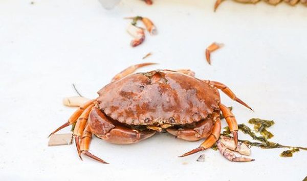 Kepiting Merah yang Melambangkan Keberuntungan