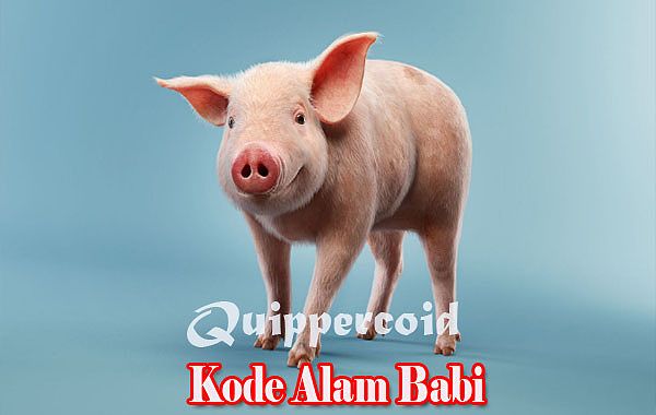 Kode Alam Babi 2D 3D 4D Menurut Primbon Dan Erek Erek