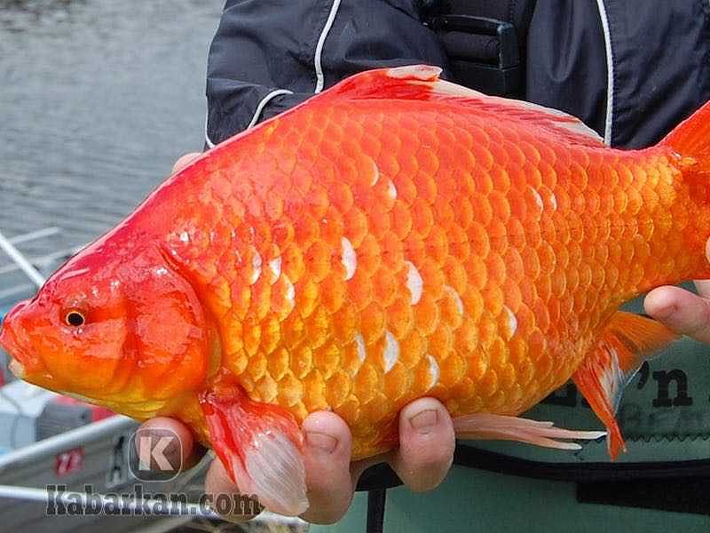 Makna Mimpi Di Laut Mancing Ikan Mas