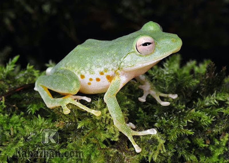 Mimpi Melihat Katak Hijau