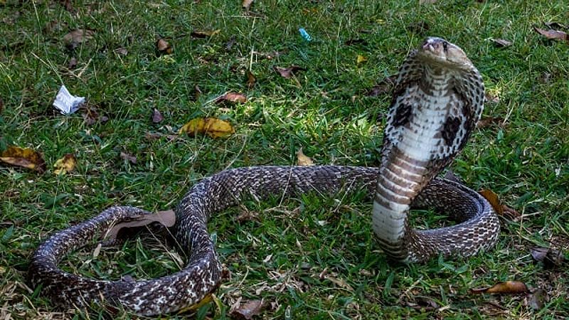 Mimpi membunuh ular kobra pertanda baik