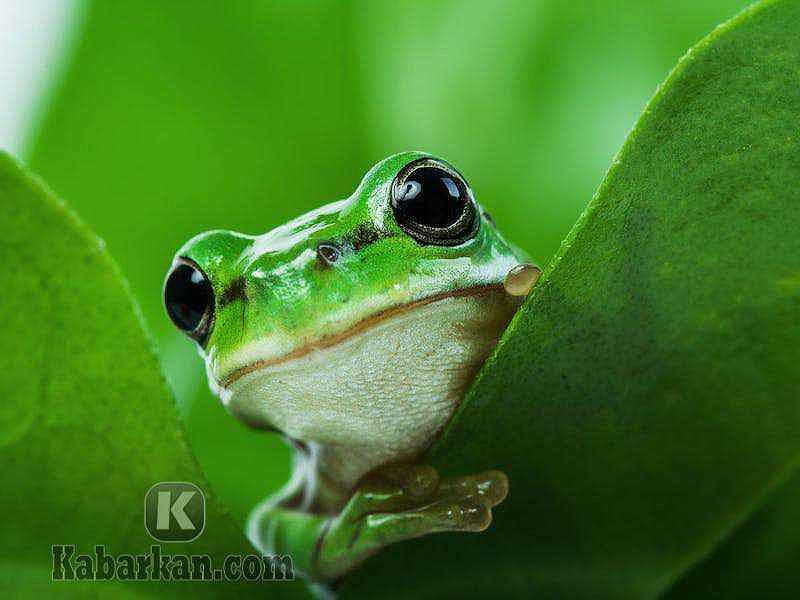 Mimpi Menangkap Katak