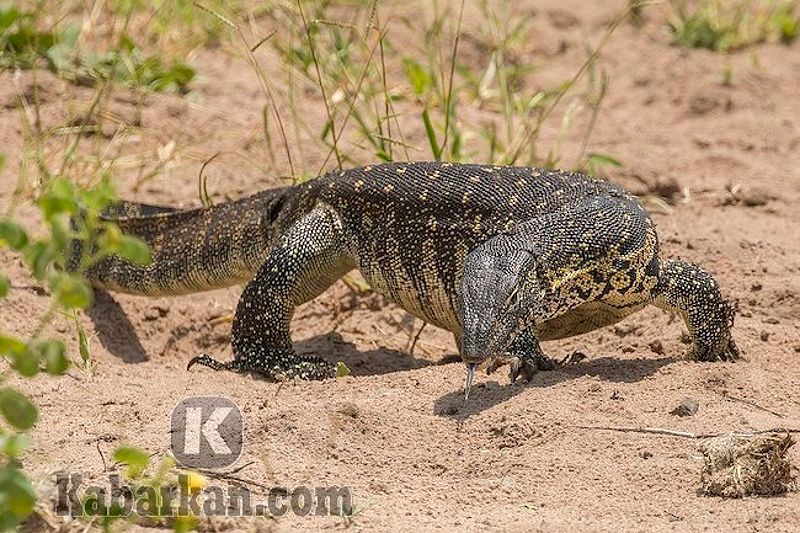 Tafsir melihat biawak berukuran besar