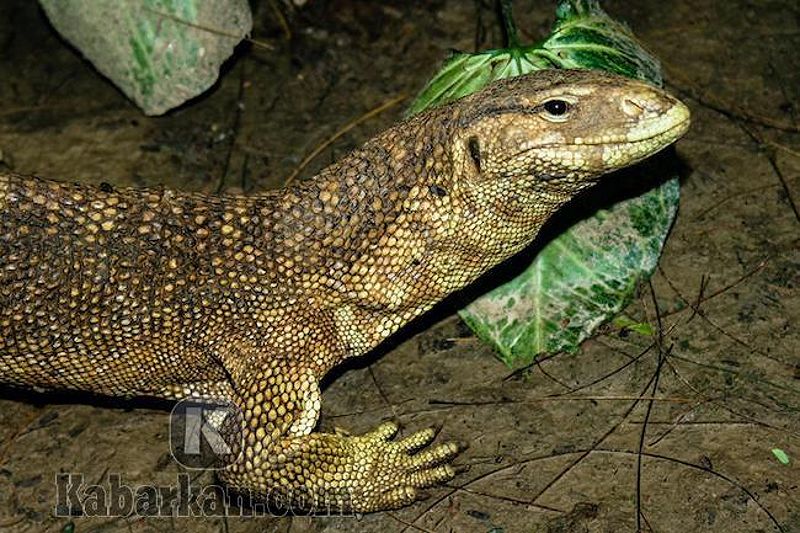 Tafsir melihat biawak di sungai