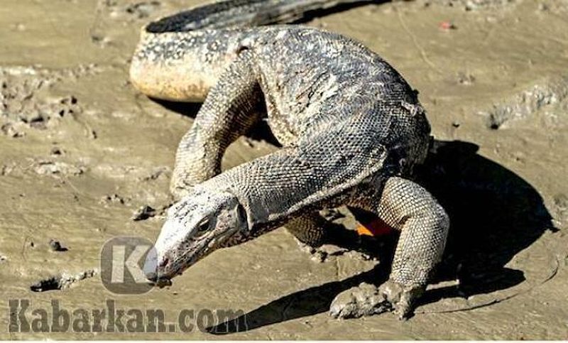 Tafsir melihat biawak masuk ke dalam rumah