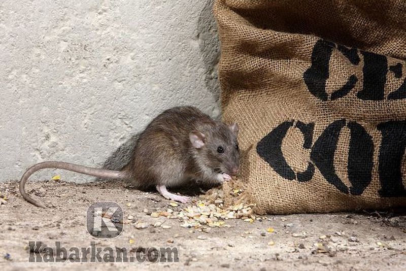 Tafsir mimpi membunuh tikus